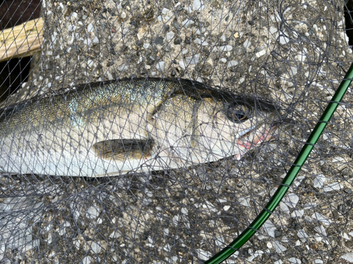 スズキの釣果