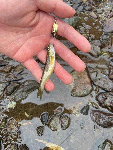 アブラハヤの釣果