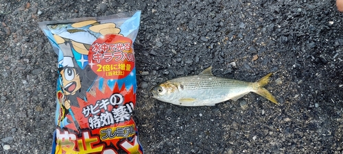 コノシロの釣果