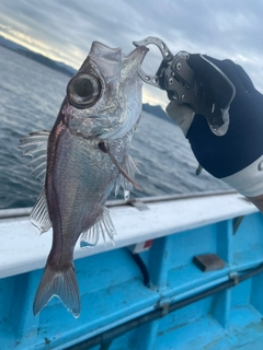 シロムツの釣果