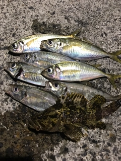 アジの釣果