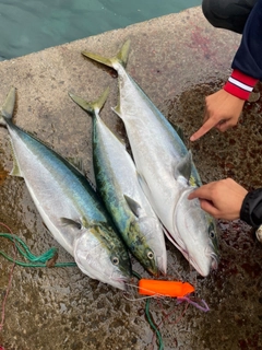 ブリの釣果