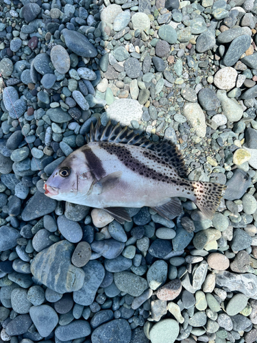 コショウダイの釣果