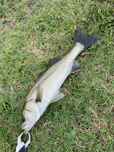 セイゴ（マルスズキ）の釣果