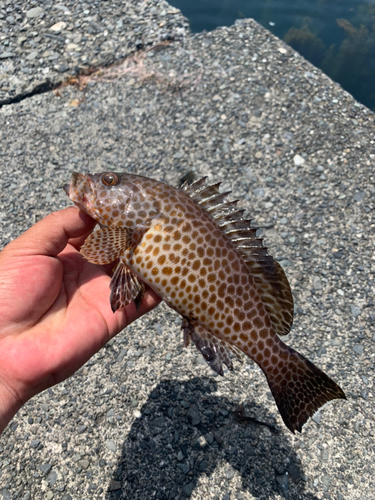 オオモンハタの釣果