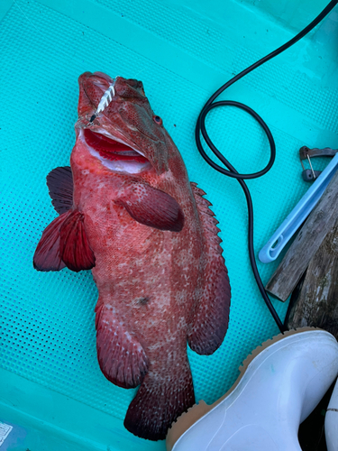 アザハタの釣果