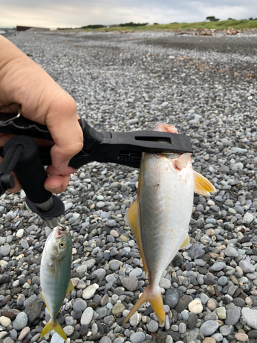 ワカシの釣果