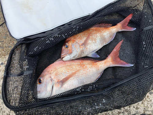 マダイの釣果