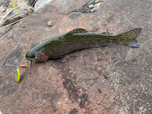 ニジマスの釣果