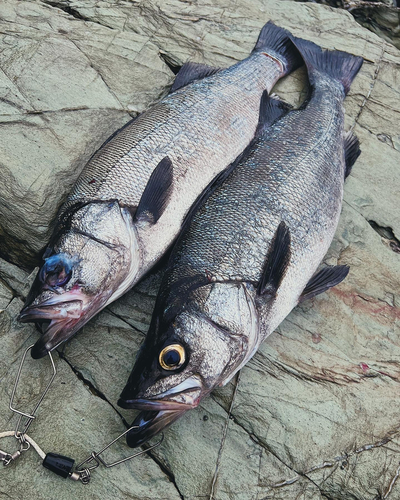 ヒラスズキの釣果