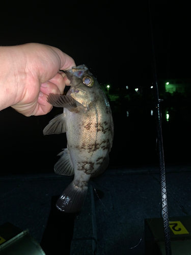 アオメバルの釣果