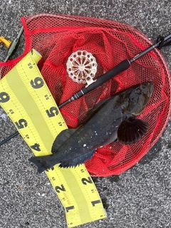 アブラコの釣果