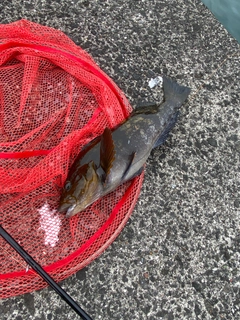 アブラコの釣果