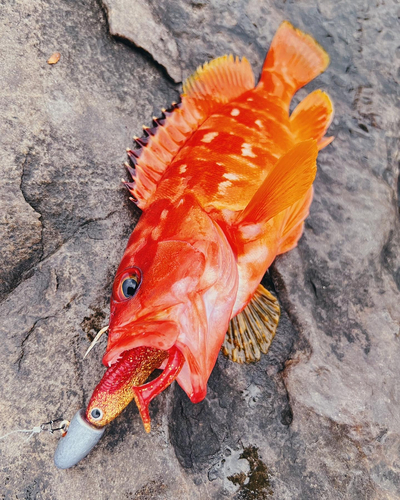 アカハタの釣果