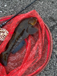 アブラコの釣果