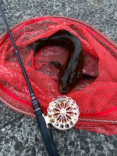 アブラコの釣果