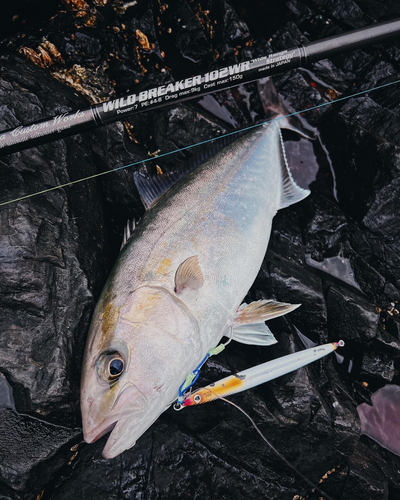 カンパチの釣果