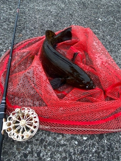 アブラコの釣果