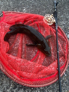アブラコの釣果
