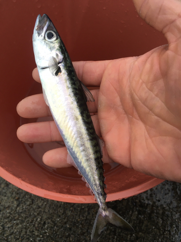 サバの釣果