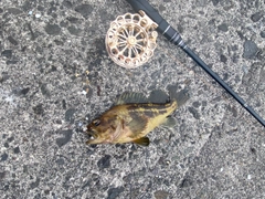 シマゾイの釣果