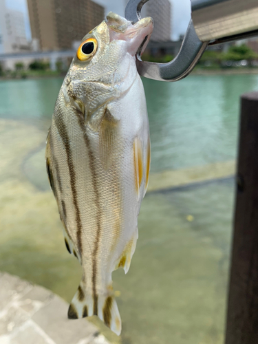 コトヒキの釣果