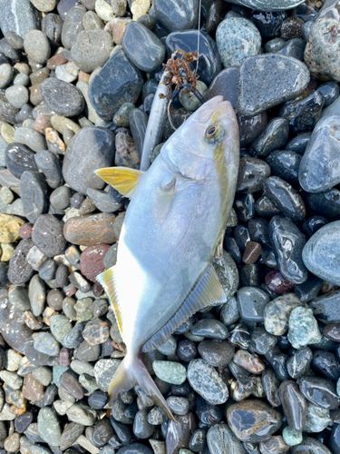 ショゴの釣果