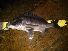 クロダイの釣果