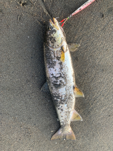 アメマスの釣果