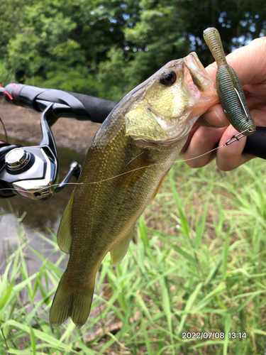 ブラックバスの釣果