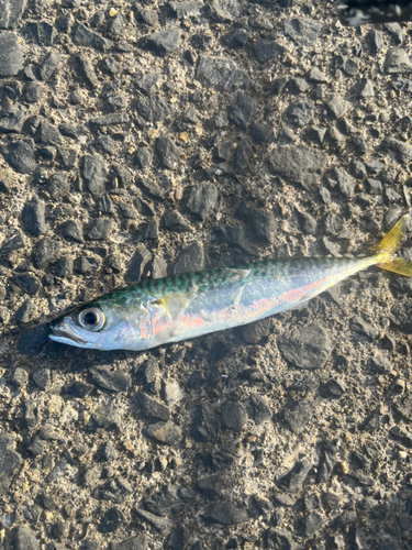 サバの釣果