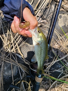 ラージマウスバスの釣果