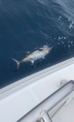 クロマグロの釣果