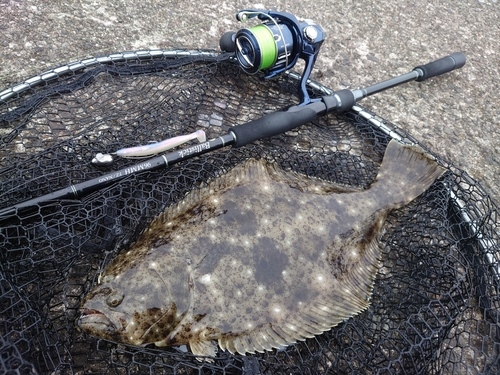 ヒラメの釣果