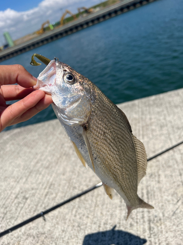 ニベの釣果