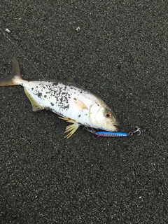 ショゴの釣果