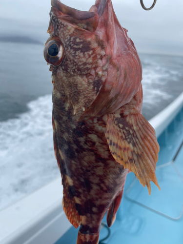 ガシラの釣果