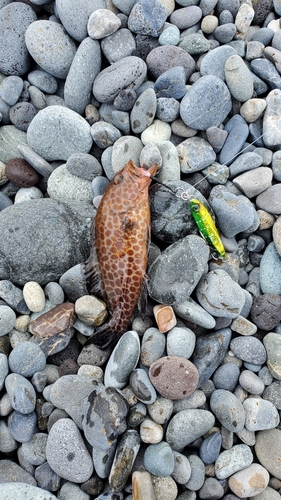 オオモンハタの釣果