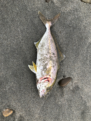 ショゴの釣果