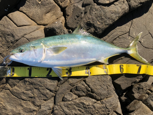 ブリの釣果