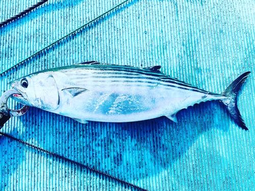 ハガツオの釣果