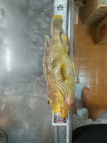 アオハタの釣果