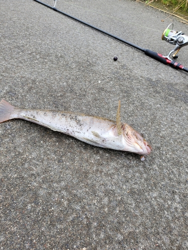 アイナメの釣果