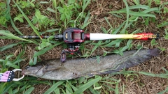 ナマズの釣果