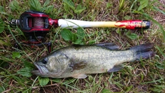 ラージマウスバスの釣果