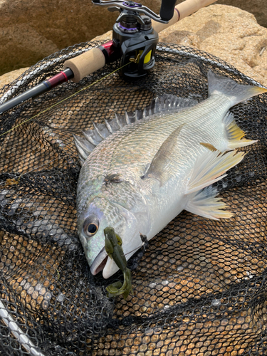 キビレの釣果