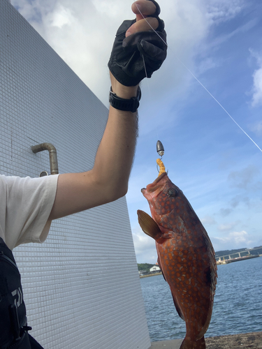 アコウの釣果