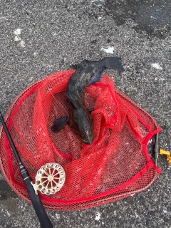 アブラコの釣果