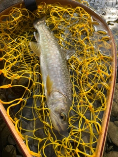 アメマスの釣果