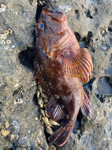 ガシラの釣果